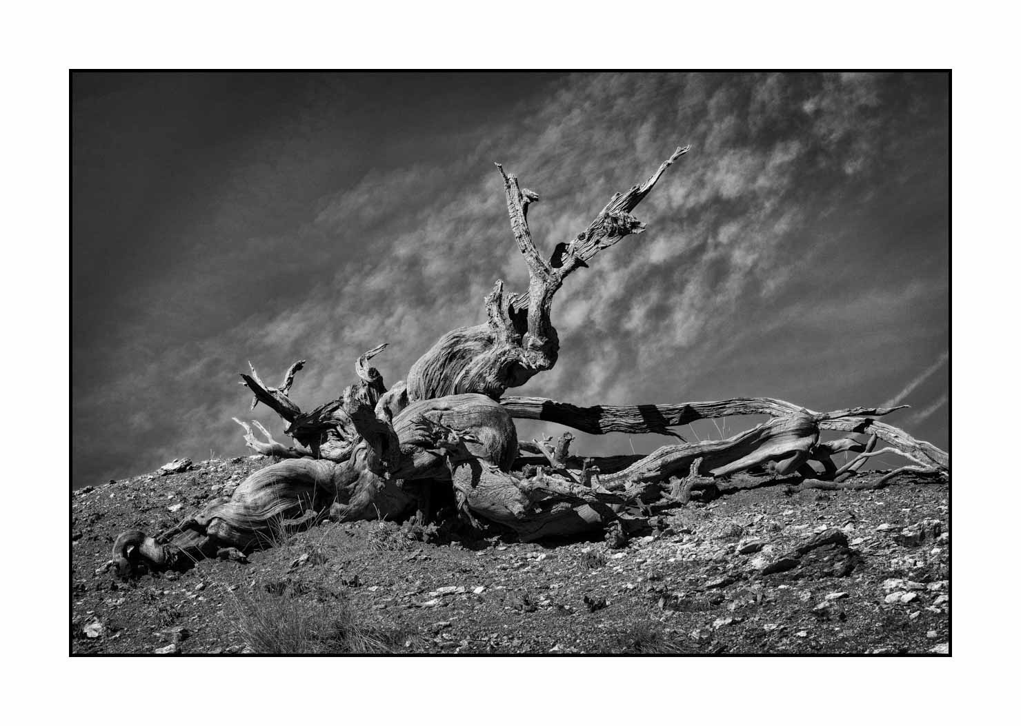 nuances-de-noirs-et-de-blancs/072-arbres/fr/24-arbre-en-noir-et-blanc-1945-32B