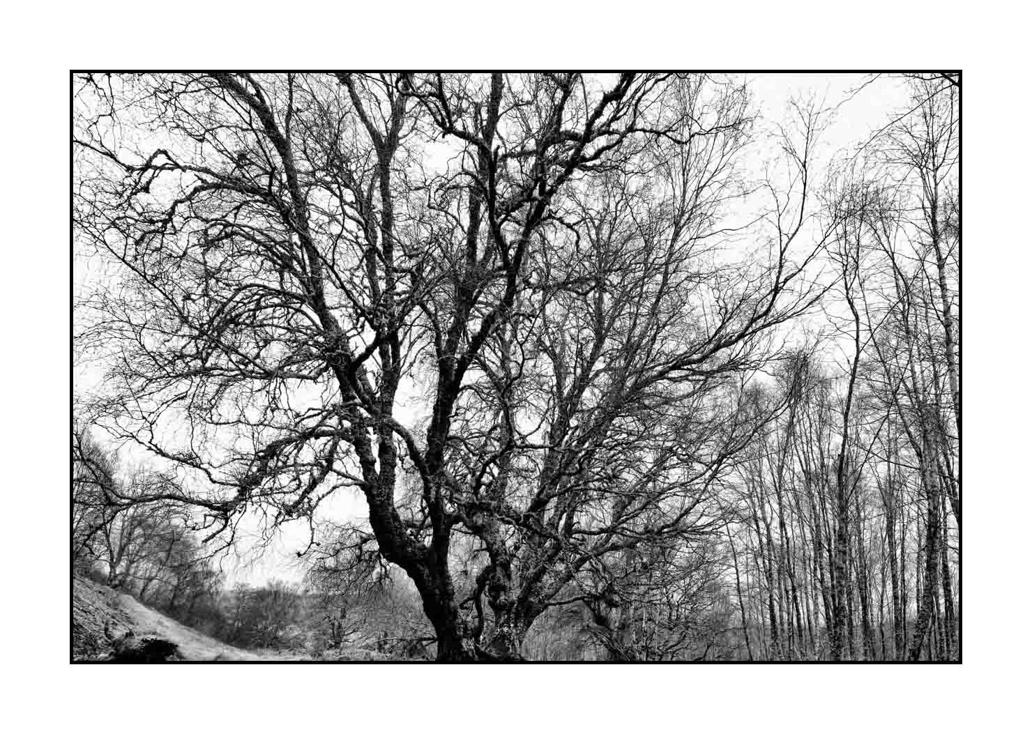 nuances-de-noirs-et-de-blancs/079-merveilles-mid-highlands-ecosse/fr/25-paysage-mid-highlands-en-ecosse-1597-32B