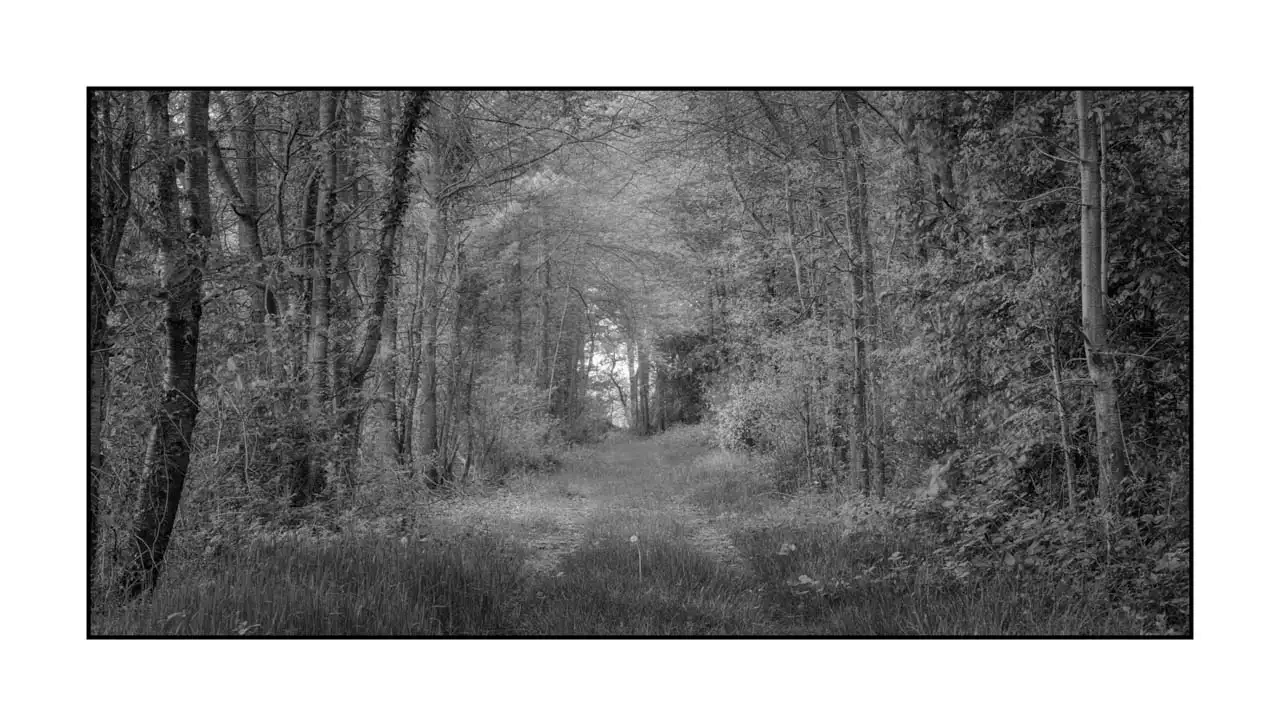 nuances-de-noirs-et-de-blancs/089-les-sentiers-silencieux-de-la-dombes/en/01-landscape-wood-dombes-2196-21B