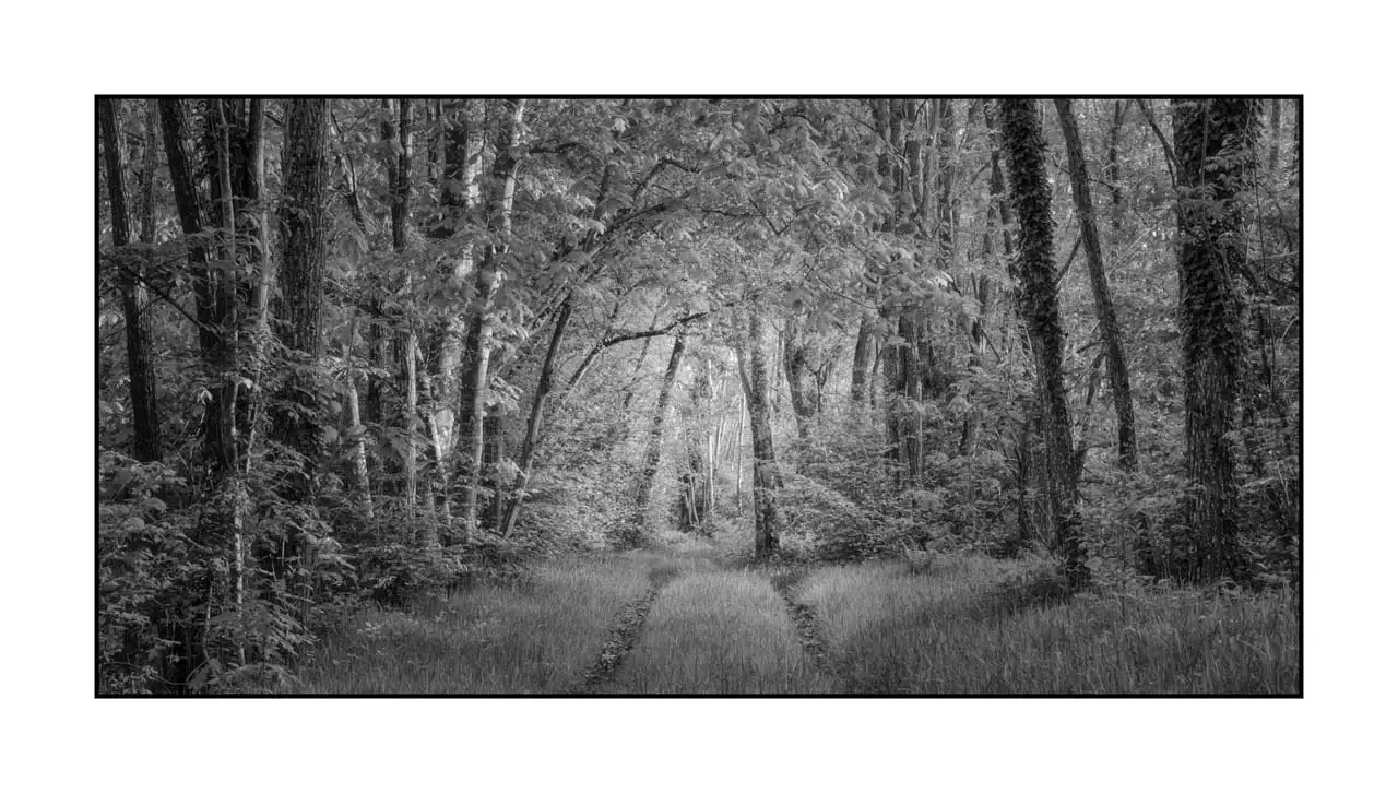 nuances-de-noirs-et-de-blancs/089-les-sentiers-silencieux-de-la-dombes/en/03-landscape-wood-dombes-2198-21B