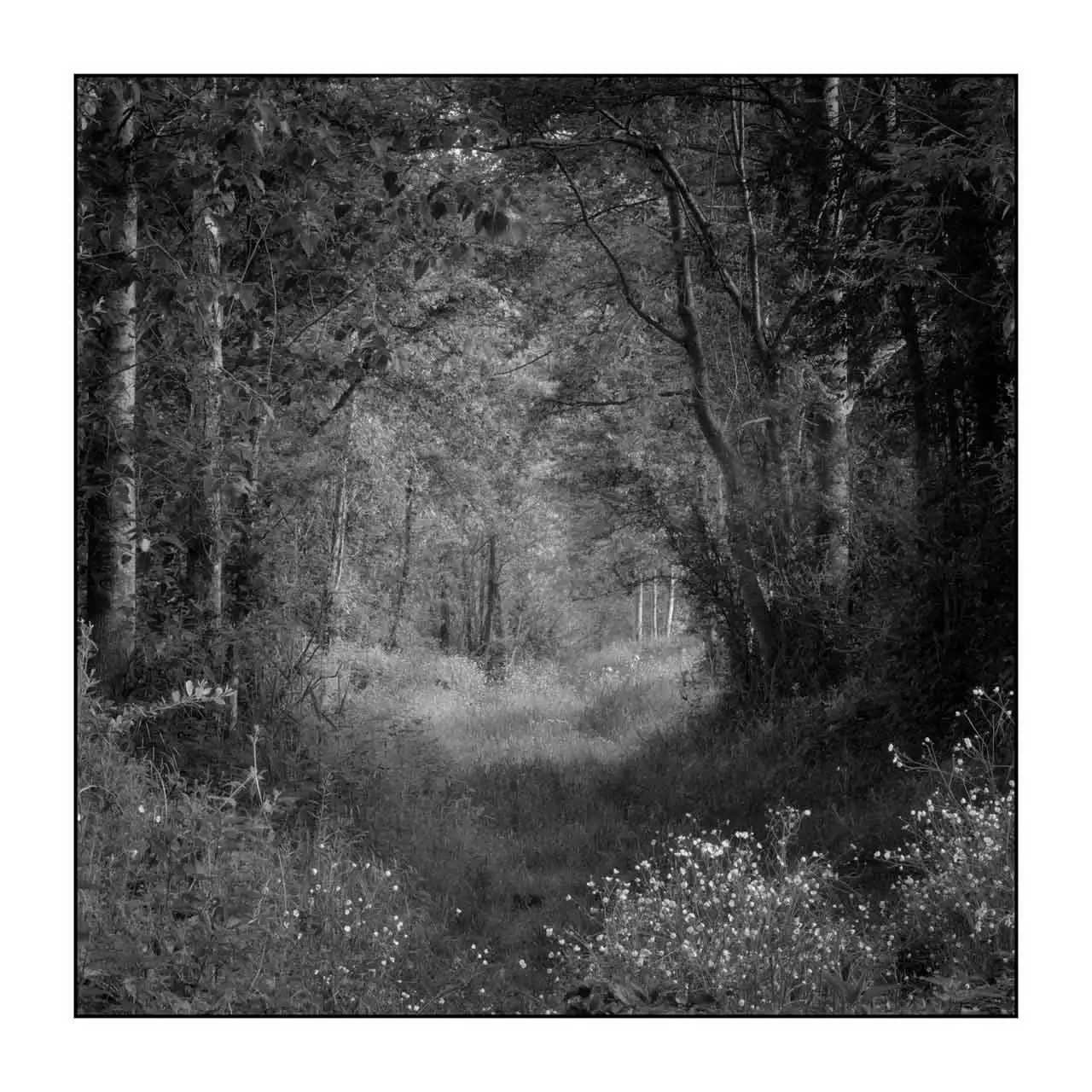 nuances-de-noirs-et-de-blancs/089-les-sentiers-silencieux-de-la-dombes/fr/04-paysage-bois-dombes-2199-11B