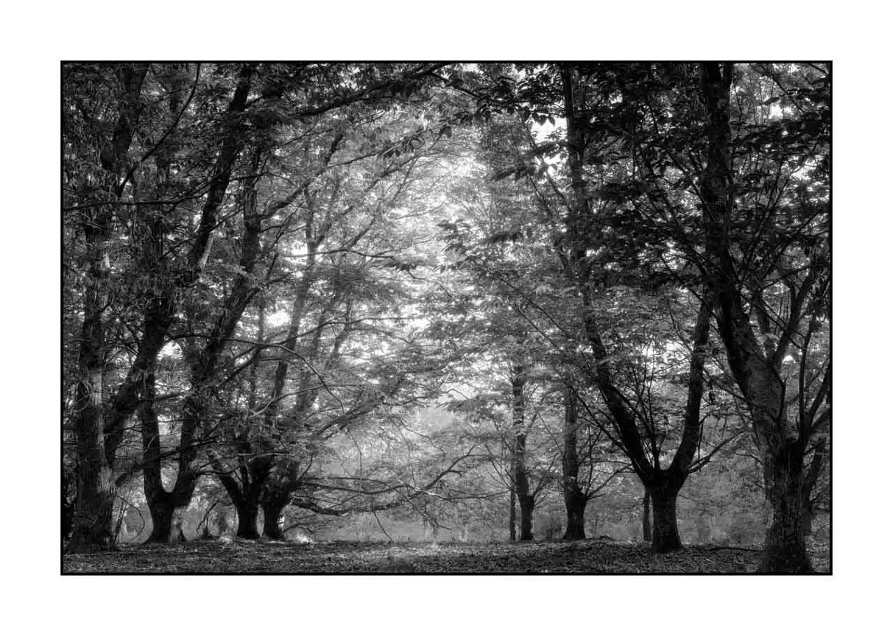 nuances-de-noirs-et-de-blancs/093-sentiers-silencieux-haute-saintonge/fr/04-paysage-haute-saintonge-sous-bois-2303-32B