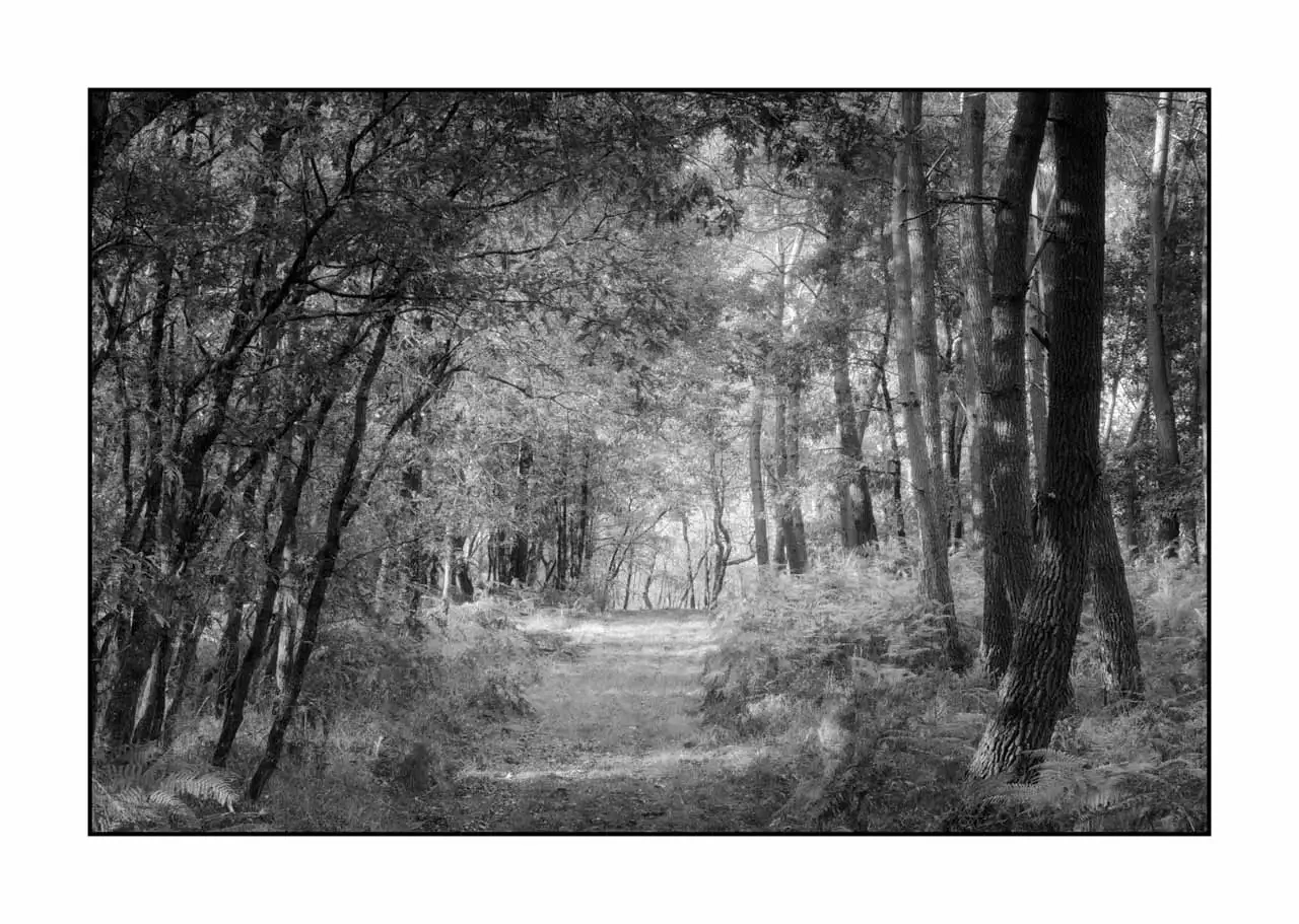 nuances-de-noirs-et-de-blancs/093-sentiers-silencieux-haute-saintonge/fr/05-paysage-haute-saintonge-sous-bois-2304-32B