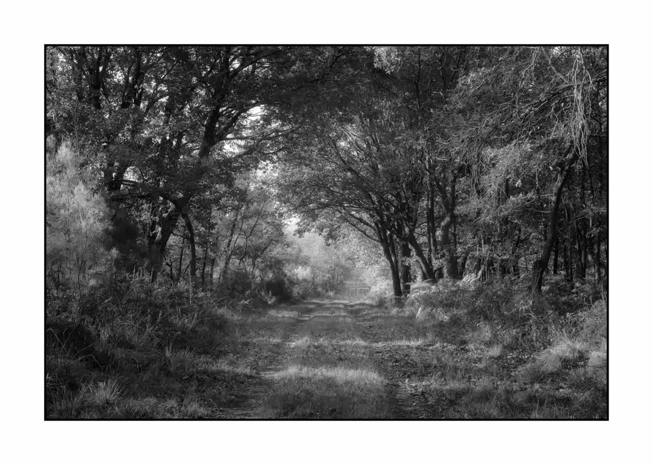 nuances-de-noirs-et-de-blancs/093-sentiers-silencieux-haute-saintonge/fr/06-paysage-haute-saintonge-sous-bois-2305-32B