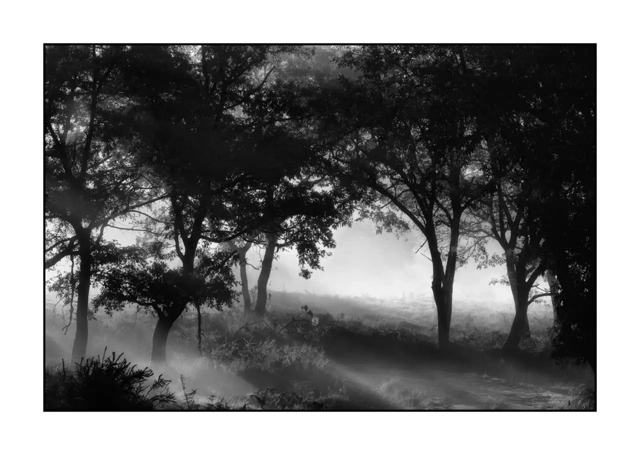 nuances-de-noirs-et-de-blancs/094-murmures-de-lumiere/en/01-landscape-haute-saintonge-underbrush-2306-32B
