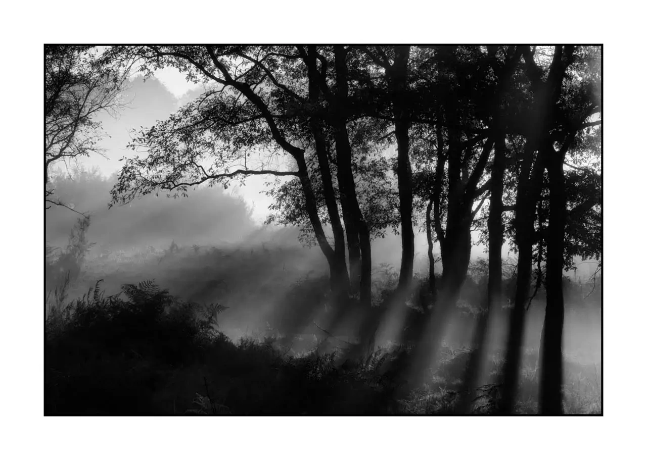 nuances-de-noirs-et-de-blancs/094-murmures-de-lumiere/en/02-landscape-haute-saintonge-underbrush-2307-32B