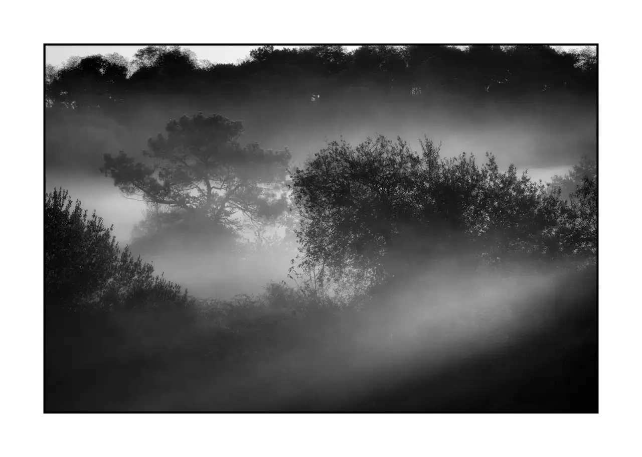 nuances-de-noirs-et-de-blancs/094-murmures-de-lumiere/fr/04-paysage-haute-saintonge-sous-bois-2309-32B