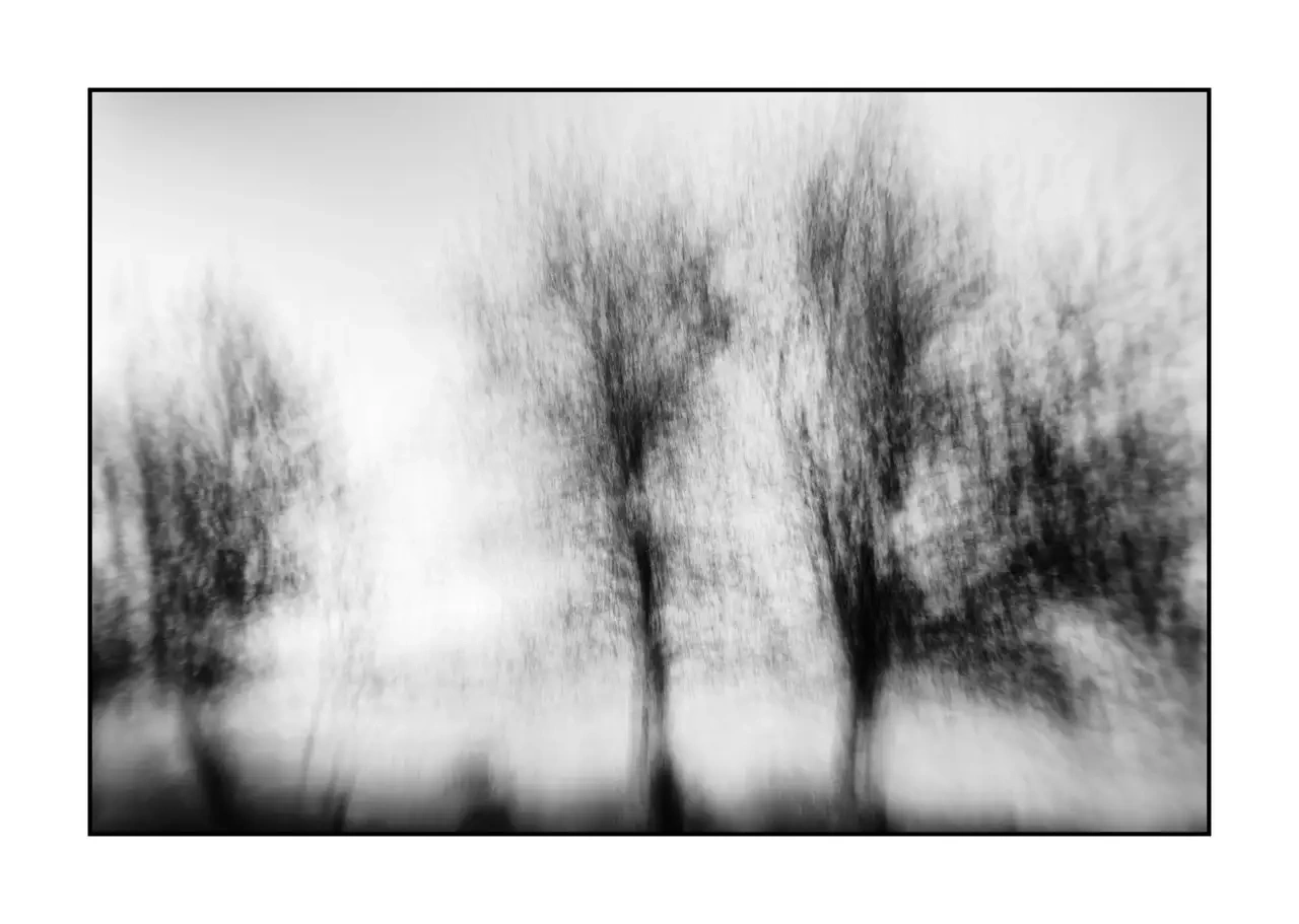 nuances-de-noirs-et-de-blancs/095-murmures-du-temps/fr/01-arbre-en-noir-et-blanc-flou-style-impression-2319-32I