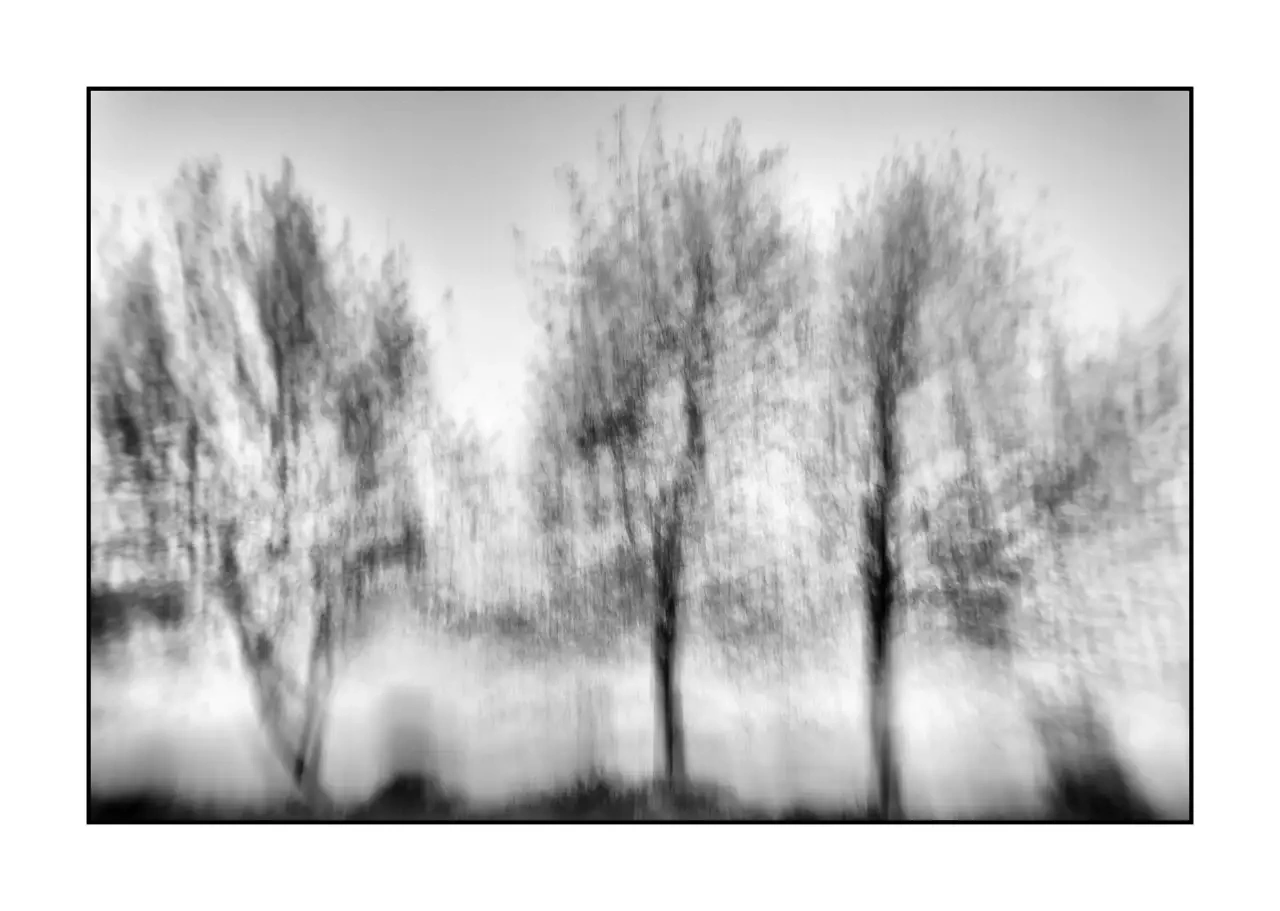 nuances-de-noirs-et-de-blancs/095-murmures-du-temps/fr/03-arbre-en-noir-et-blanc-flou-style-impression-2321-32I