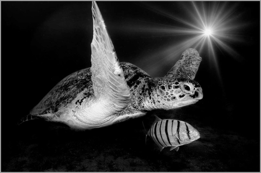 Green turtle swimming in the Red Sea in Egypt in black and white Green turtle swimming in the Red Sea in Egypt in black and white