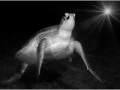 Tortue verte nageant dans la Mer Rouge en Egypte en noir et blan