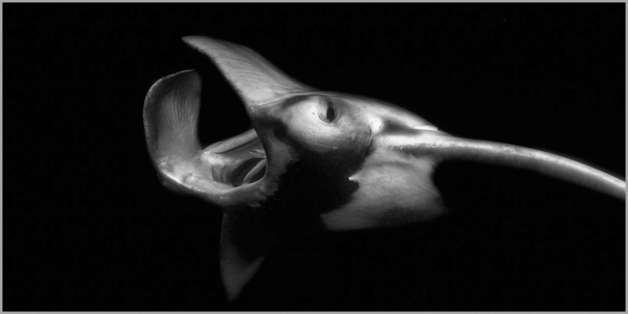 Manta ray at night in the Maldives in black and white. Manta ray at night in the Maldives in black and white.