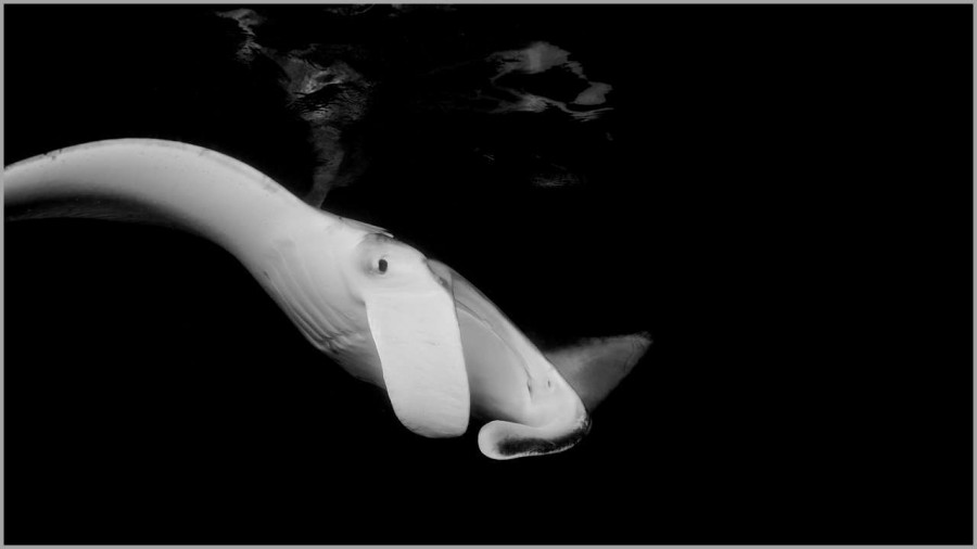 Manta ray at night in the Maldives in black and white. Manta ray at night in the Maldives in black and white.