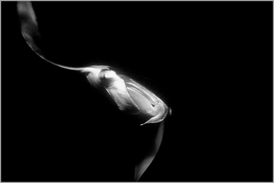 Manta ray at night in the Maldives in black and white. Manta ray at night in the Maldives in black and white.