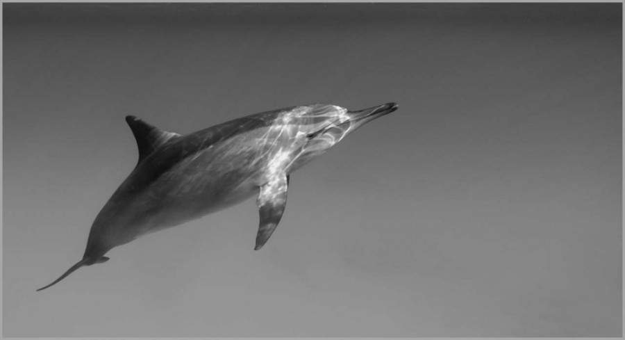 Dolphin swimming in the Red Sea in Egypt in black and white. Dolphin swimming in the Red Sea in Egypt in black and white.