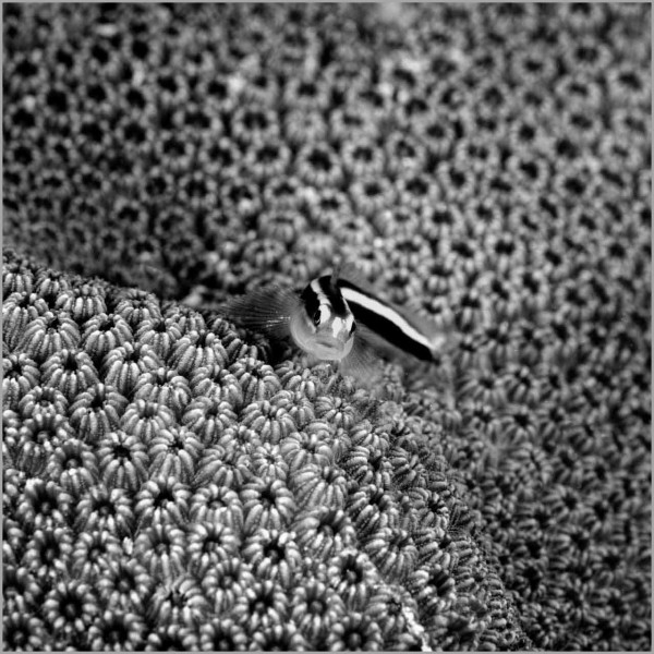 Goby on a hard coral in the Red Sea in Egypt in black and white. Goby on a hard coral in the Red Sea in Egypt in black and white.