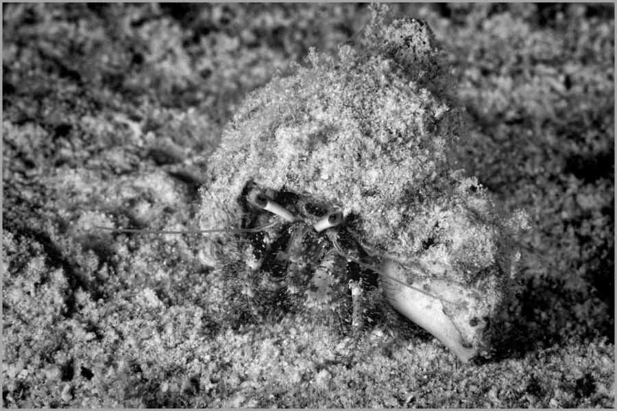 Hermit Crab in the Red Sea in Egypt in Black and White. Hermit Crab in the Red Sea in Egypt in Black and White.