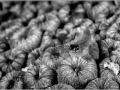 Gobie sur un corail dur dans la Mer Rouge en Egypte en noir et b