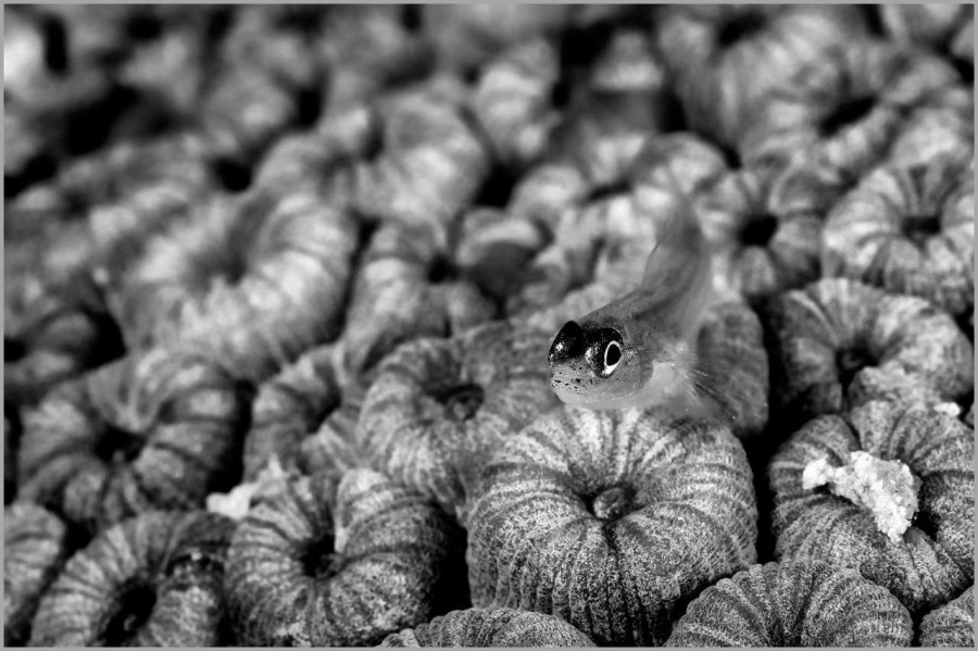 Goby on a hard coral in the Red Sea in Egypt in black and white. Goby on a hard coral in the Red Sea in Egypt in black and white.