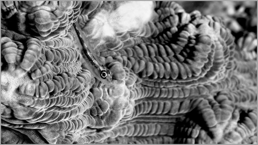 Goby on a hard coral in the Red Sea in Egypt in black and white. Goby on a hard coral in the Red Sea in Egypt in black and white.