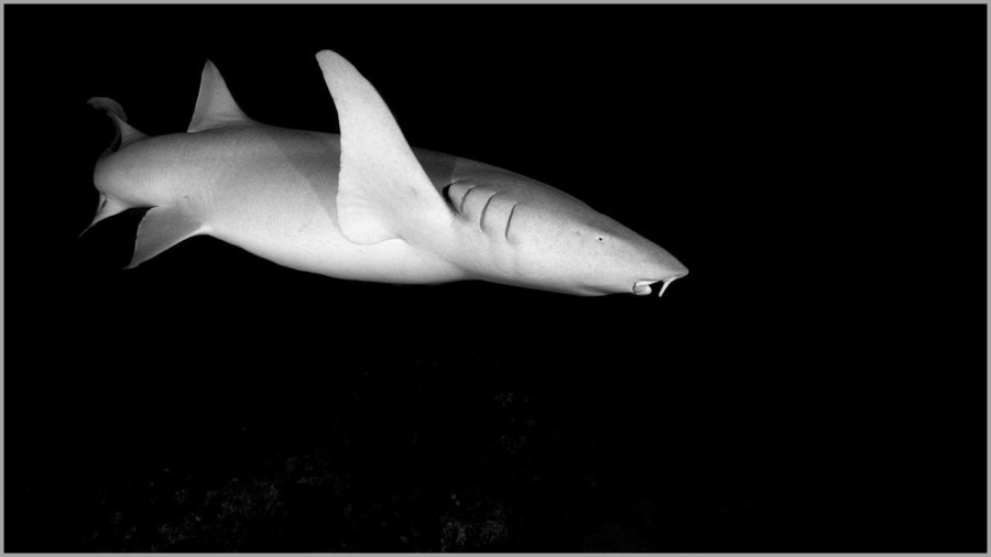 Nurse shark at night in the Maldives in black and white. Nurse shark at night in the Maldives in black and white.
