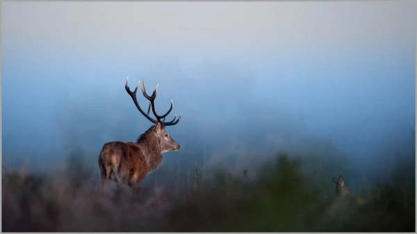 Cerf élaphe dans une prairie en France. Cerf élaphe dans une prairie en France.