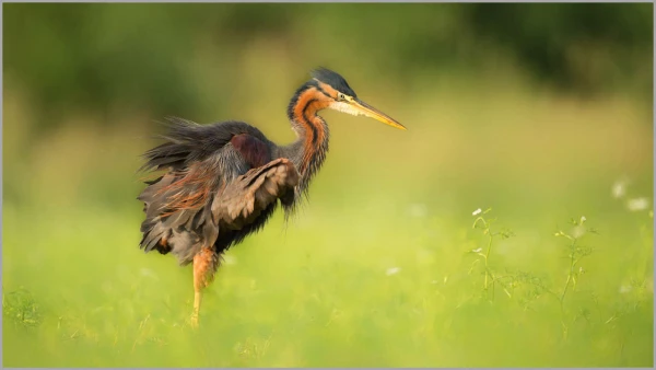 Héron pourpré sur un étang en Dombes. Héron pourpré sur un étang en Dombes.