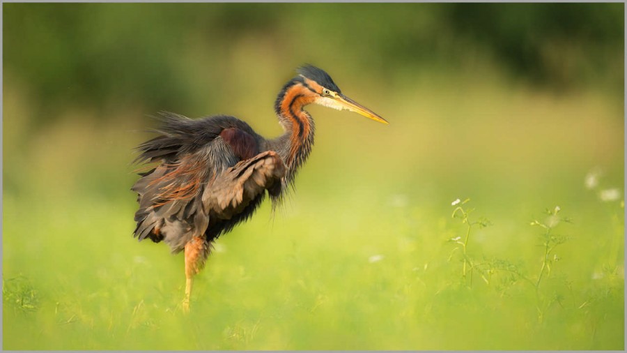 Purple heron on a pond in la Dombes in France. Purple heron on a pond in la Dombes in France.