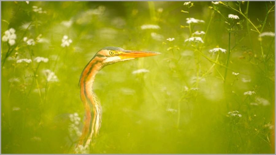 Purple heron on a pond in la Dombes in France. Purple heron on a pond in la Dombes in France.