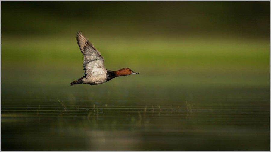Common pochard male over a pond in la Dombes in France. Common pochard male over a pond in la Dombes in France.