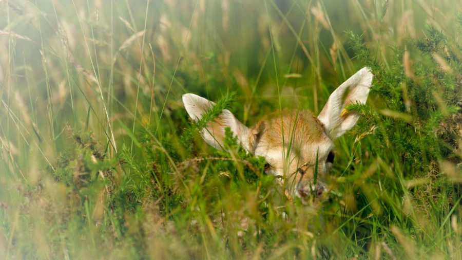 Fallow deer fawn in a meadow in France. Fallow deer fawn in a meadow in France.