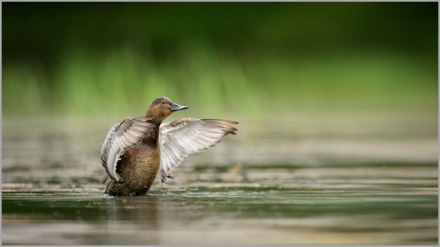Common pochard female over a pond in la Dombes in France. Common pochard female over a pond in la Dombes in France.
