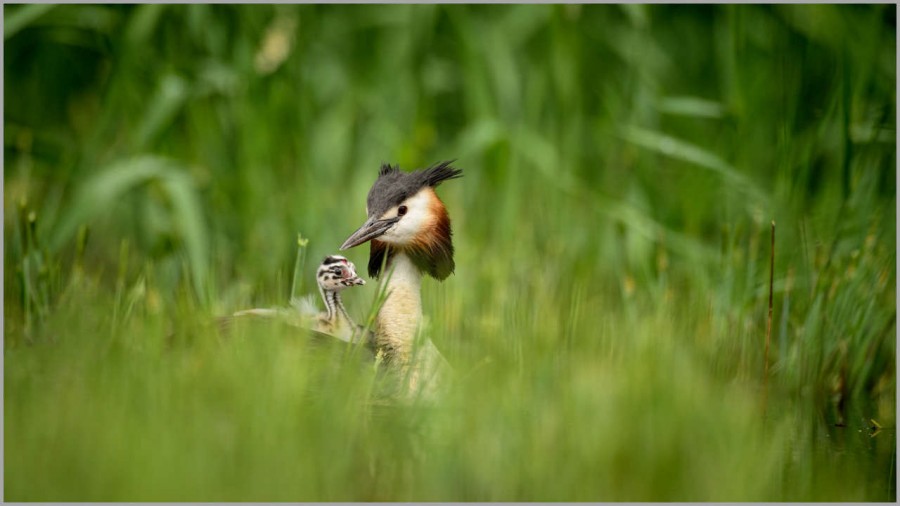 Great crested grebe with a chick on his back in la Dombes in Fra Great crested grebe with a chick on his back in la Dombes in Fra