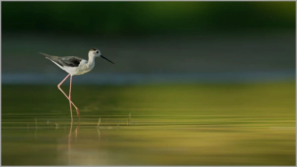 Echasse blanche sur un étang en Dombes. Echasse blanche sur un étang en Dombes.