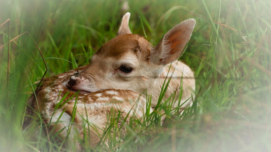 Fallow deer fawn in a meadow in France. Fallow deer fawn in a meadow in France.