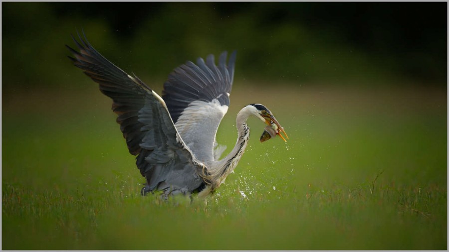 Grey heron on a pond in la Dombes in France. Grey heron on a pond in la Dombes in France.