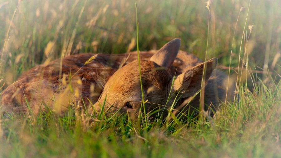 Fallow deer fawn in a meadow in France. Fallow deer fawn in a meadow in France.