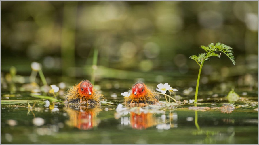 Eursasian coot chicks on a pond in la Dombes in France. Eursasian coot chicks on a pond in la Dombes in France.