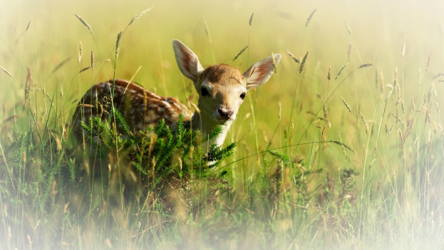 Fallow deer fawn in a meadow in France. Fallow deer fawn in a meadow in France.