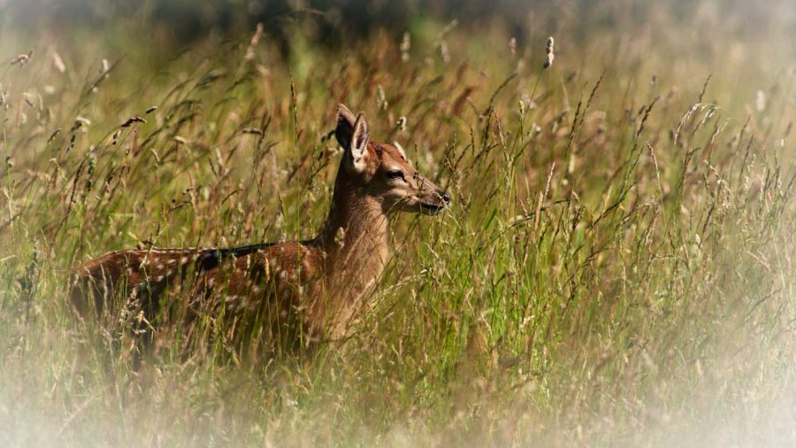 Fawn in a meadow in France Fawn in a meadow in France