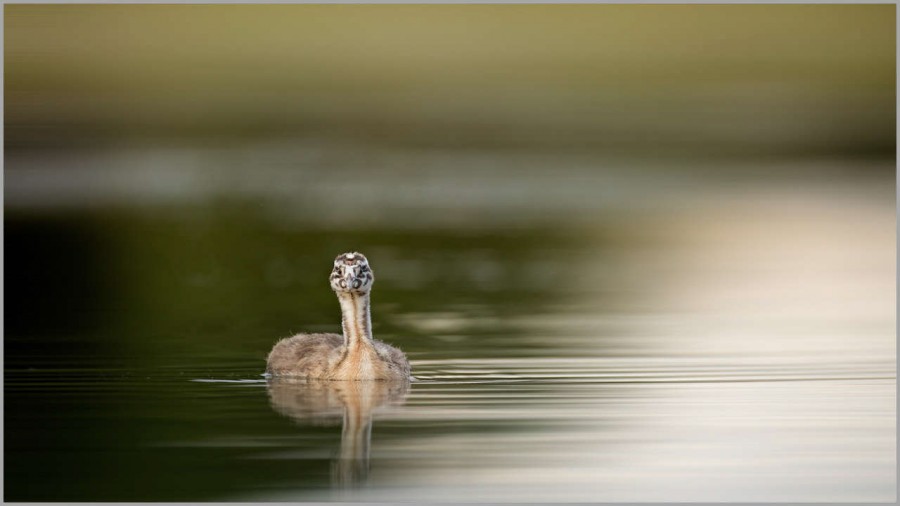 Great crested grebe chick on a pond in la Dombes in France. Great crested grebe chick on a pond in la Dombes in France.