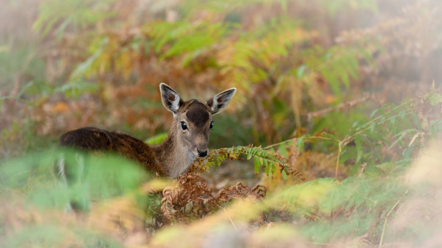 Fallow deer fawn in ferns in France. Fallow deer fawn in ferns in France.