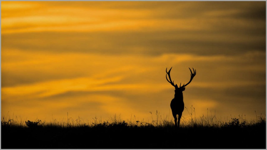 Red deer stag at dusk in backlight in France. Red deer stag at dusk in backlight in France.