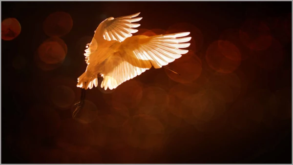 Spatule blanche en contre-jour en Dombes. Spatule blanche en contre-jour en Dombes.