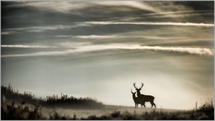 Red deer stags at dusk in backlight in France. Red deer stags at dusk in backlight in France.