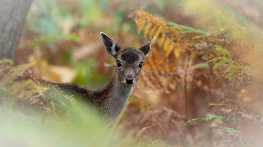 Fallow deer fawn in ferns in France. Fallow deer fawn in ferns in France.