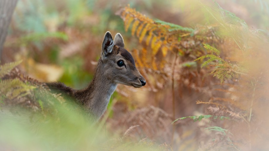 Fallow deer fawn in ferns in France. Fallow deer fawn in ferns in France.
