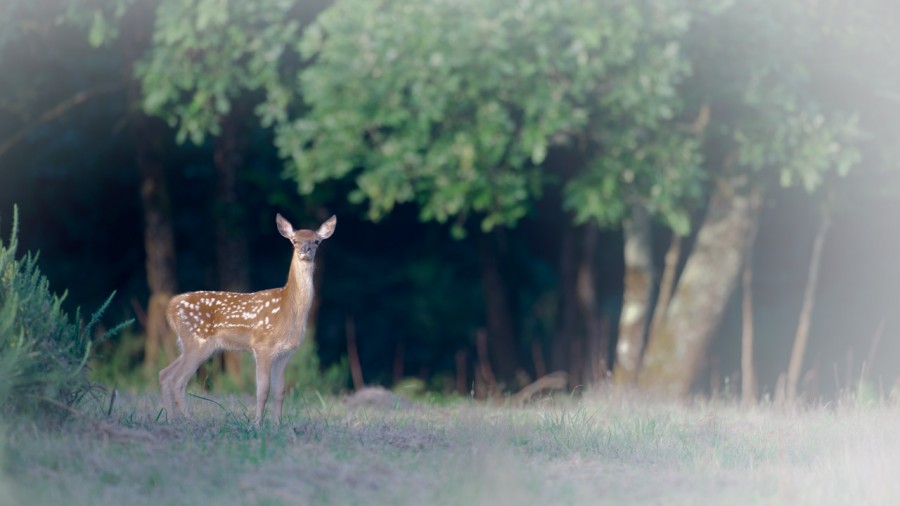 Fawn in the undergrowth in France Fawn in the undergrowth in France