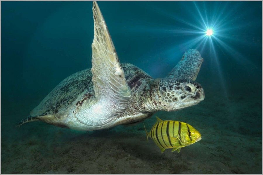 Sea turtle in the Red Sea in Egypt. Sea turtle in the Red Sea in Egypt.