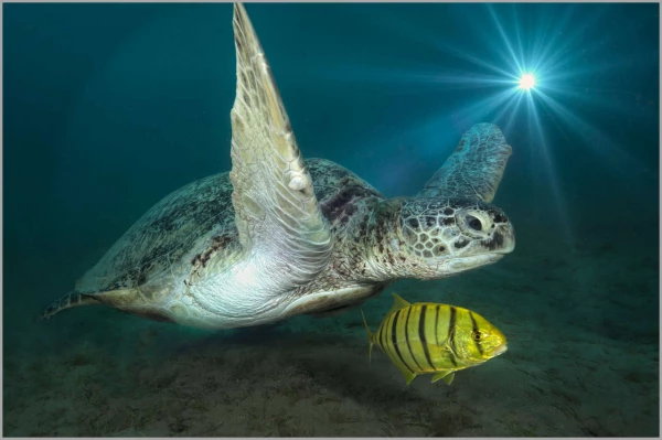 Tortue marine en Mer Rouge en Egypte. Tortue marine en Mer Rouge en Egypte.